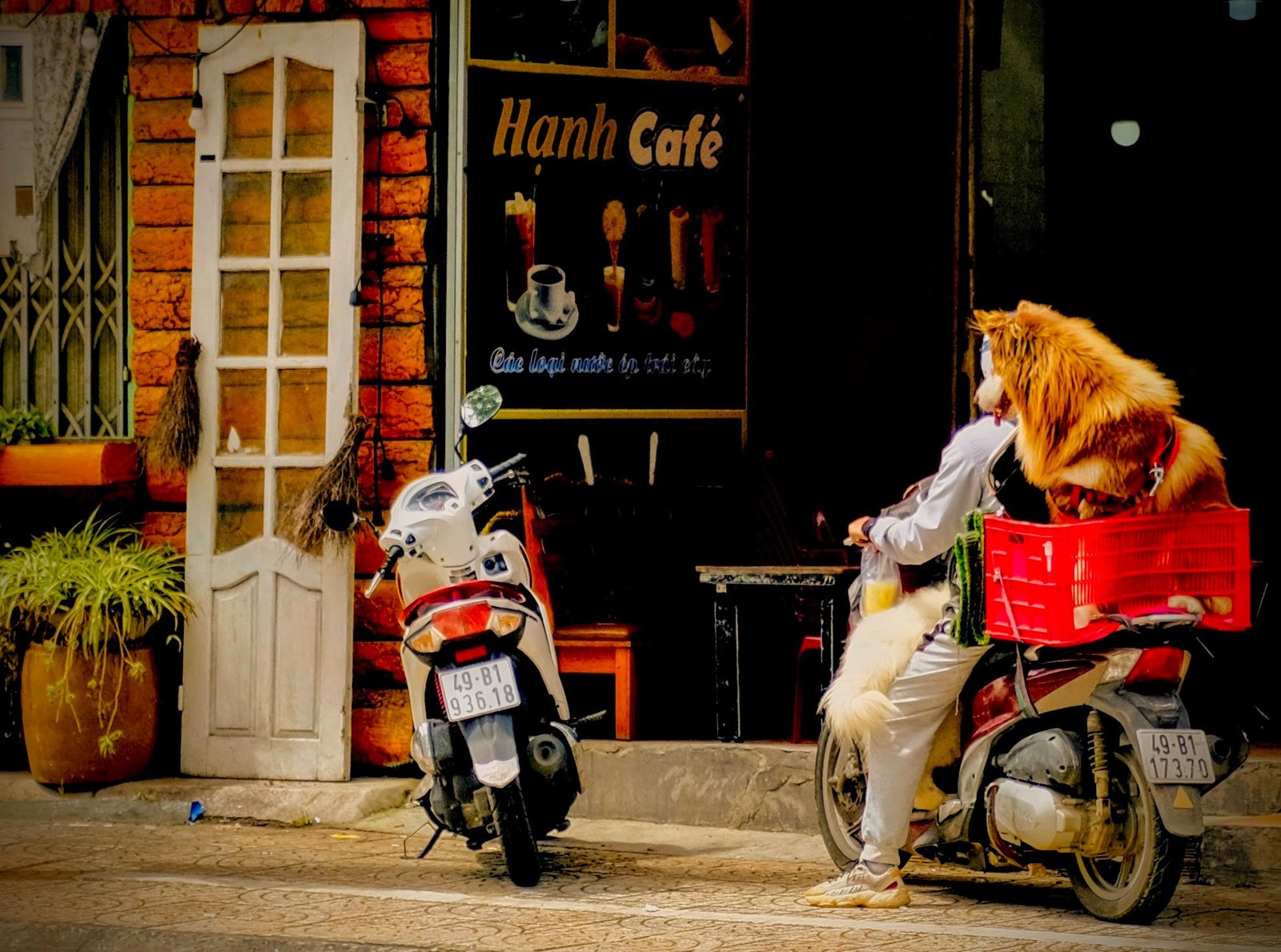 Dog in a crate on a motorbike