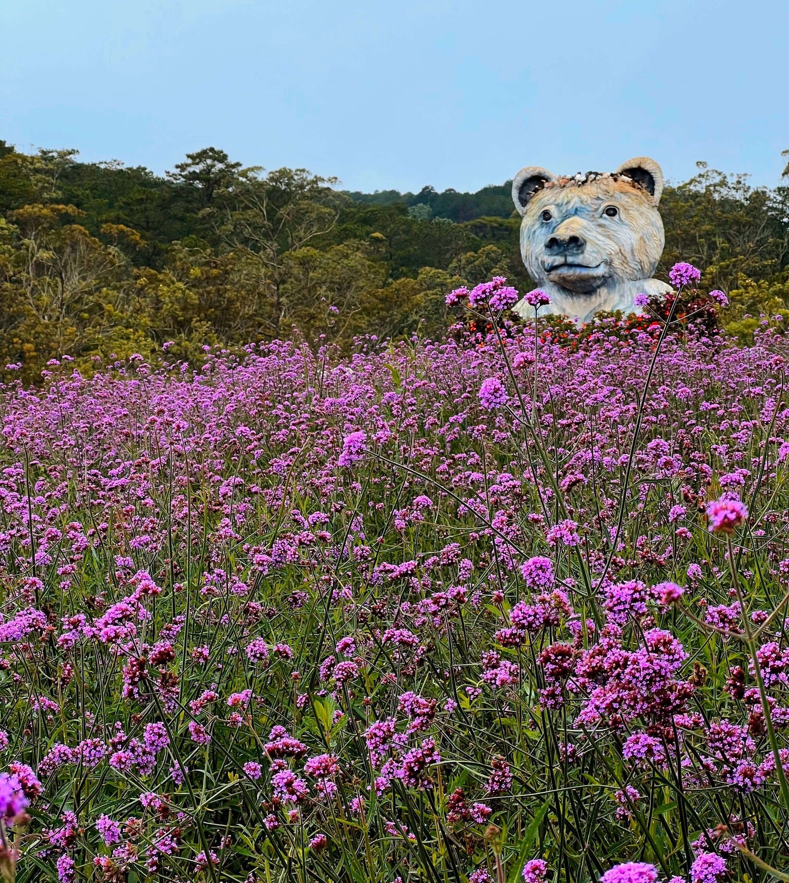 Purple verbena flower field in Da Lat Vietnam with large bear sculpture and pine forest in the backg